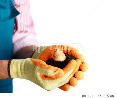 Flower bulb in farmer's hands ready for planting Flower bulb in farmer's hands ready for planting 35239780