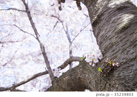 ソメイヨシノ　そめいよしの　桜、満開の桜　サクラ　さくら　染井吉野　コピースペース　文字スペース　 35239803