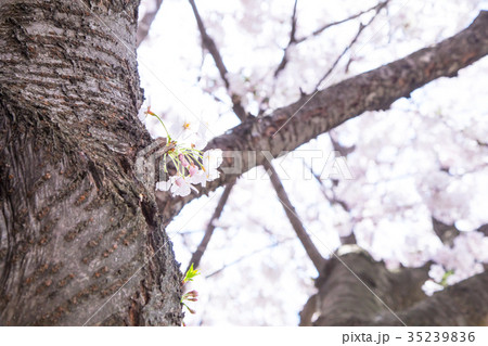 ソメイヨシノ そめいよしの 桜、満開の桜 サクラ さくら 染井吉野 コピースペース 文字スペース ソメイヨシノ そめいよしの 桜、満開の桜 サクラ さくら 染井吉野 コピースペース 文字スペース 35239836