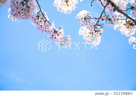 ソメイヨシノ　そめいよしの　桜、満開の桜　サクラ　さくら　染井吉野　コピースペース　文字スペース　 35239865