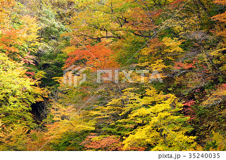秋の雫石　色づく葛根田峡谷 35240035
