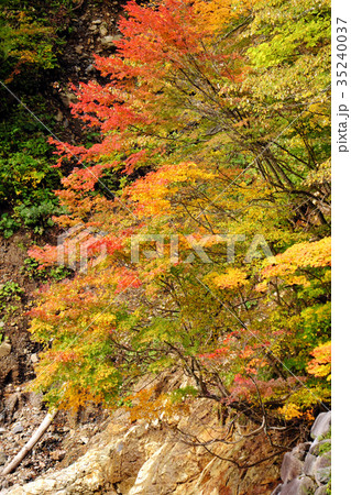 秋の雫石 色づく葛根田峡谷 秋の雫石 色づく葛根田峡谷 35240037