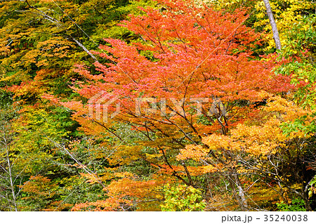 秋の雫石　色づく葛根田峡谷 35240038