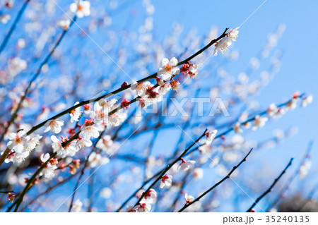 青い空と梅　空　白梅　白い梅の花　梅林　梅の林　たくさんの花　春の観光スポット 35240135