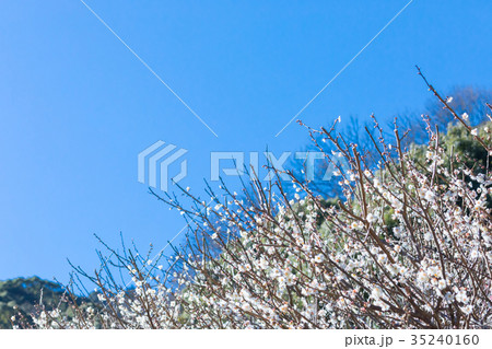 青い空と梅　空　白梅　白い梅の花　梅林　梅の林　たくさんの花　春の観光スポット 35240160