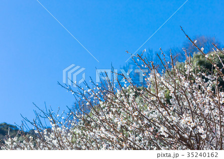 青い空と梅　空　白梅　白い梅の花　梅林　梅の林　たくさんの花　春の観光スポット 35240162