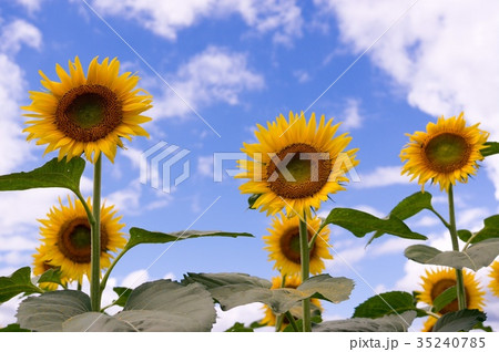 ひまわり 35240785