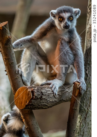 Ring tailed lemur Ring tailed lemur 35241089