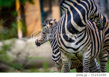 young and Female Chapmans zebra 35241090