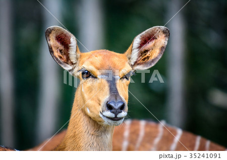 Female of lowland nyala Female of lowland nyala 35241091