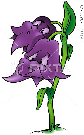 Bellflowers 35241375