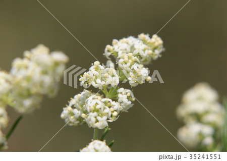 カワラマツバの花 カワラマツバの花 35241551