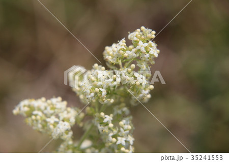 カワラマツバの花 カワラマツバの花 35241553
