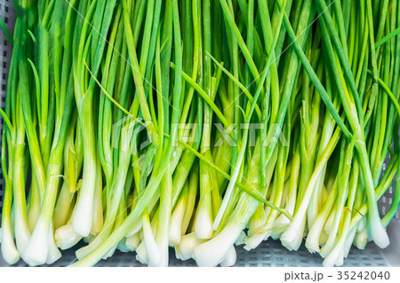 Freshness spring Green onion background Freshness spring Green onion background 35242040
