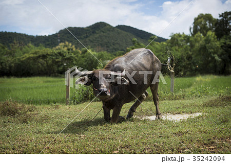 Thai Buffalo looking at camera and splash water 35242094
