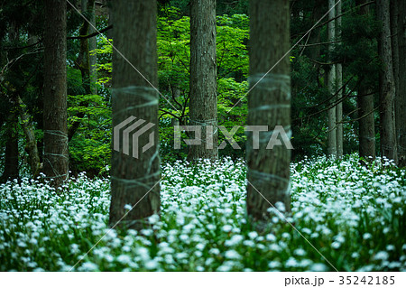 綾部市 シャガ群生地 35242185