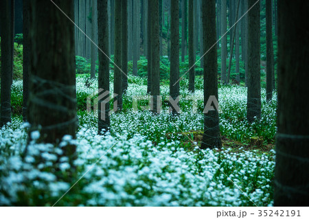 綾部市 シャガ群生地 35242191