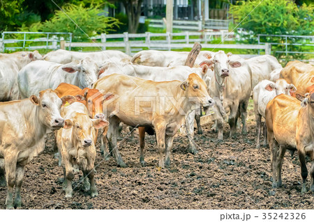Cow is eating grass in a cow farm in Thailand 35242326