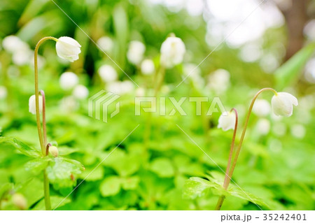 ニリンソウの花 ニリンソウの花 35242401
