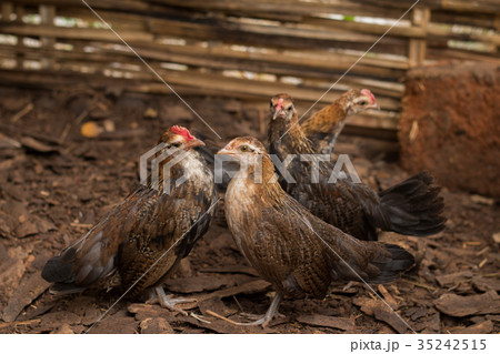 Close up of Wild Red junglefowl(Gallus gallus) Close up of Wild Red junglefowl(Gallus gallus) 35242515