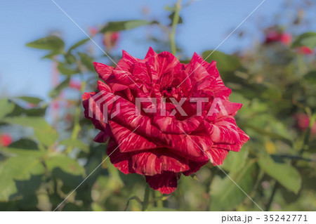 Red Intuition; Hybrid Tea Rose, Red (Stripe) Rose Red Intuition; Hybrid Tea Rose, Red (Stripe) Rose 35242771