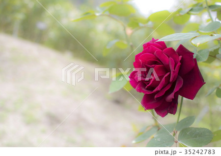 Oklahoma; Hybrid Tea Rose, Red Rose  Oklahoma; Hybrid Tea Rose, Red Rose  35242783