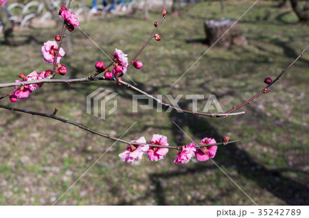 梅の花と春の日差しで出来た影、京都、日本 35242789
