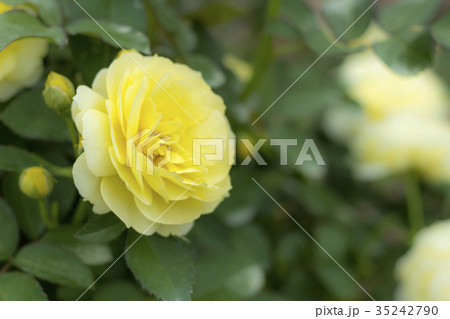 Golden Border; Floribunda Rose, Yellow Rose  35242790