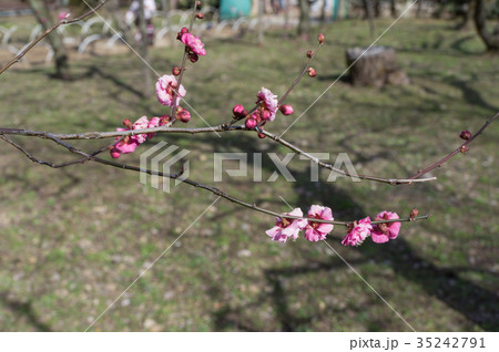 梅の花と春の日差しで出来た影、京都、日本 35242791