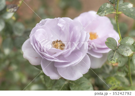 Blue Bajou; Floribunda Rose, Violet Rose  Blue Bajou; Floribunda Rose, Violet Rose  35242792