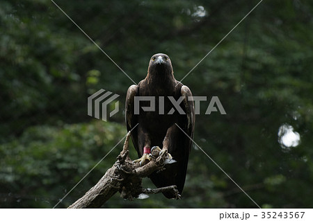 イヌワシ　ニホンイヌワシ　猛禽類　ワシ　鷲　鷹 35243567