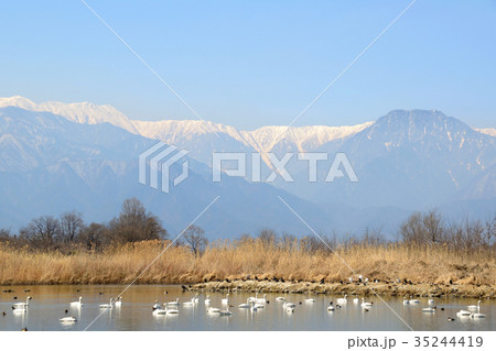 白鳥の飛来地 信州安曇野 御宝田遊水地 白鳥の飛来地 信州安曇野 御宝田遊水地 35244419