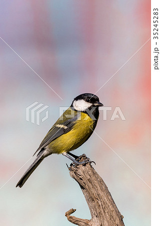 Young male blue-tit avian sitting on piece of wood 35245283