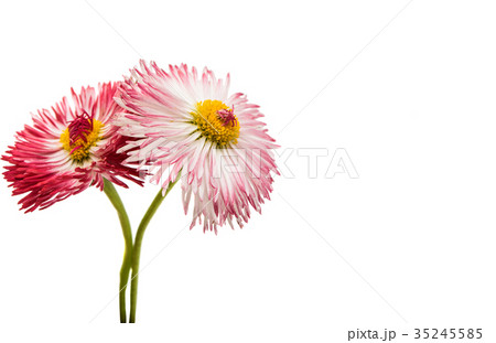 daisy flower isolated daisy flower isolated 35245585
