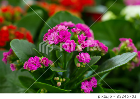 kalanchoe flowers 35245703