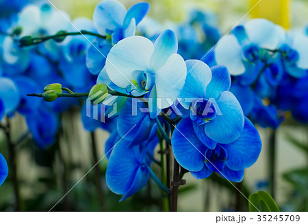 bouquet of blue orchids 35245709