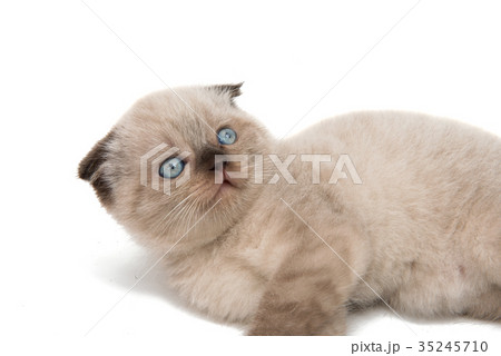 Lop eared kitten isolated 35245710