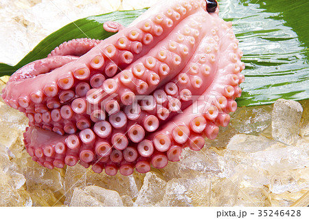 タコの足 35246428