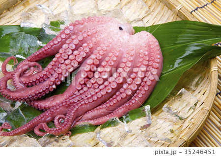 たこの足 35246451