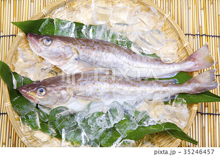 タラ タラ 35246457