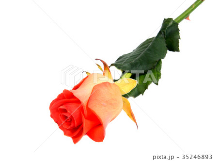 Red rose flower head . Red rose flower head . 35246893