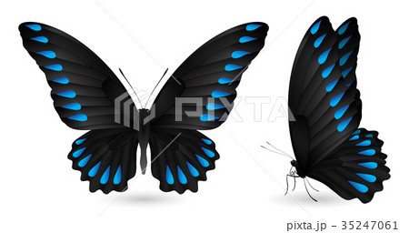 Set of colorful butterflies. Front and side view Set of colorful butterflies. Front and side view 35247061