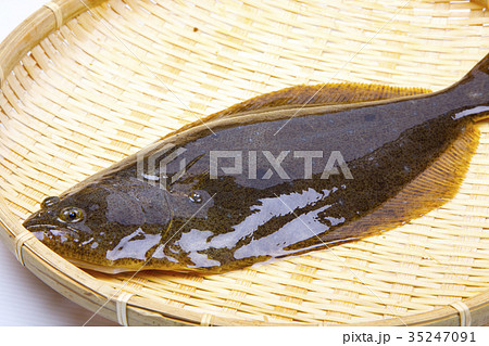 ヒラメ　食材 35247091