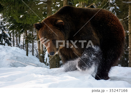 brown bear searching something in the snow brown bear searching something in the snow 35247166