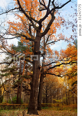 Autumn scenery with oak tree and others trees  35247775