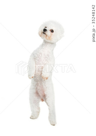 beautiful bichon frisee dog 35248142