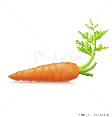 Realistic Detailed 3d Carrots with Leaves. Vector 35248376