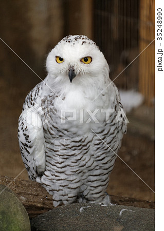 シロフクロウ シロフクロウ 35248990