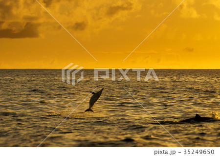 夕焼けの海でジャンプするハシナガイルカ 小笠原 夕焼けの海でジャンプするハシナガイルカ 小笠原 35249650