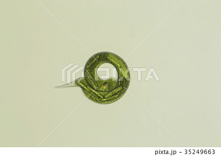 ミドリムシ(ユーグレナ) ミドリムシ(ユーグレナ) 35249663